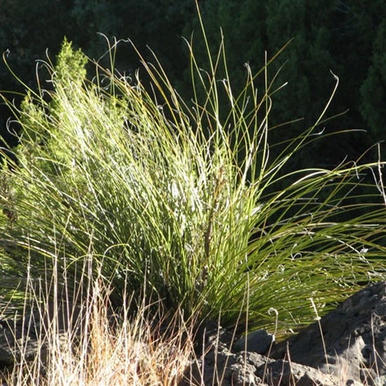 Green's Beargrass (Nolina) 4 Green's Beargrass (Nolina) - Image 2
