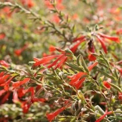 Orange Carpet® Creeping Hummingbird Trumpet (Zauschneria) -Cheap Plant & Flowers Store orange carpet creeping hummingbird trumpet zauschneria close up 1