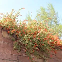 Orange Carpet® Creeping Hummingbird Trumpet (Zauschneria) -Cheap Plant & Flowers Store orange carpet creeping hummingbird trumpet zauschneria hanging garden flowers