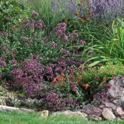 Rotkugel Ornamental Oregano -Cheap Plant & Flowers Store origanum rotkugel web
