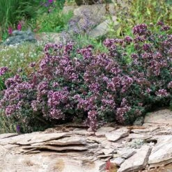 Rotkugel Ornamental Oregano -Cheap Plant & Flowers Store origanum rotkugel 1 cropped web