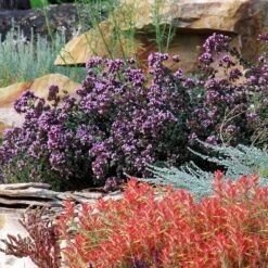 Rotkugel Ornamental Oregano -Cheap Plant & Flowers Store origanum rotkugel 3 cropped web