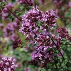 Rotkugel Ornamental Oregano -Cheap Plant & Flowers Store origanum rotkugel close up cropped