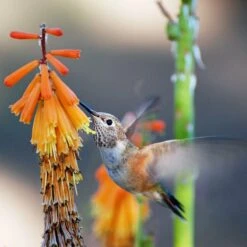 Dwarf Red Hot Poker 10 Dwarf Red Hot Poker -Cheap Plant & Flowers Store pam koch hummingbird and kniphofia az