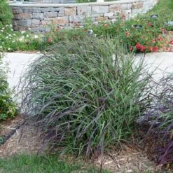 Ruby Ribbons® Prairie Switchgrass 11 Ruby Ribbons® Prairie Switchgrass -Cheap Plant & Flowers Store panicum virgatum ruby ribbons switchgrass 6 1