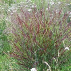Shenandoah Switch Grass 12 Shenandoah Switch Grass -Cheap Plant & Flowers Store panicum shenandoah hni 01 cropped