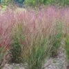 Shenandoah Switch Grass -Cheap Plant & Flowers Store panicum shenandoah hni cropped