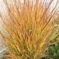 Ruby Ribbons® Prairie Switchgrass 9 Ruby Ribbons® Prairie Switchgrass -Cheap Plant & Flowers Store panicum virgatum ruby ribbons 2 1
