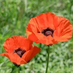 Brilliant Oriental Poppy -Cheap Plant & Flowers Store papaver orientale brilliant oriental poppy