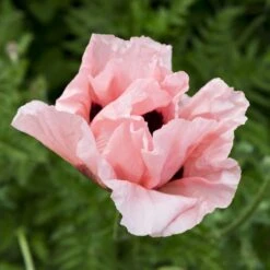Coral Reef Oriental Poppy -Cheap Plant & Flowers Store papaver orientale coral reef