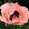 Princess Louise Oriental Poppy -Cheap Plant & Flowers Store papaver orientale princess louise oriental poppy