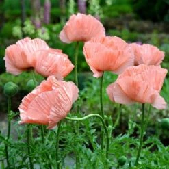 Princess Louise Oriental Poppy -Cheap Plant & Flowers Store papaver orientale princess louise oriental poppy 2