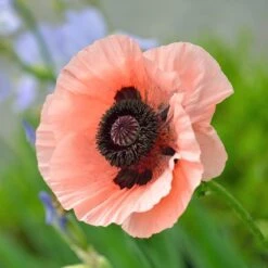 Princess Louise Oriental Poppy -Cheap Plant & Flowers Store papaver orientale princess louise oriental poppy 3.jpg.crdownload