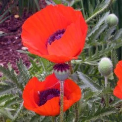Brilliant Oriental Poppy -Cheap Plant & Flowers Store papaver brilliant andrea ogden 3 1 1