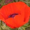 Brilliant Oriental Poppy -Cheap Plant & Flowers Store papaver brilliant andrea ogden web 1 1