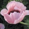 Coral Reef Oriental Poppy -Cheap Plant & Flowers Store papaver orientale coral reef