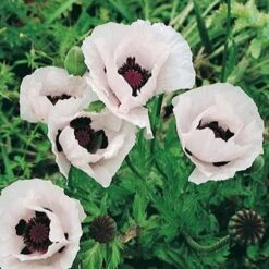 Royal Wedding Oriental Poppy -Cheap Plant & Flowers Store papaver orientale royal wedding 1