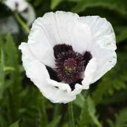 Royal Wedding Oriental Poppy -Cheap Plant & Flowers Store papaver royal wedding walters gardens cropped