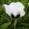 Royal Wedding Oriental Poppy -Cheap Plant & Flowers Store papaver royal wedding walters gardens cropped 2