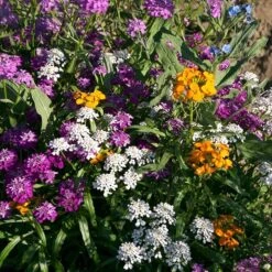 Partial Shade Wildflower Seed Mix -Cheap Plant & Flowers Store partial shade wildflower mix