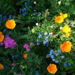 Partial Shade Wildflower Seed Mix -Cheap Plant & Flowers Store partial shade wildflower mix 1