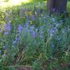 Partial Shade Wildflower Seed Mix -Cheap Plant & Flowers Store partialshademix 2