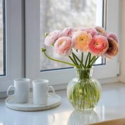 Pastel Ranunculus Mix 7 Pastel Ranunculus Mix -Cheap Plant & Flowers Store pastel ranunculus mix pastel persian buttercup mix window still vase