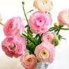 Pastel Ranunculus Mix -Cheap Plant & Flowers Store pastel ranunculus mix vase pink peach white