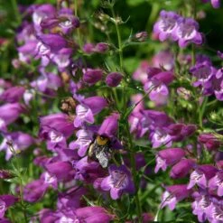 Pike's Peak Purple® Penstemon -Cheap Plant & Flowers Store penstemon mexicali pikes peak flowers pollinator