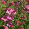 Red Rocks® Penstemon -Cheap Plant & Flowers Store penstemon mexicali red rocks 75796p 2