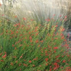 Pineleaf Penstemon 8 Pineleaf Penstemon -Cheap Plant & Flowers Store penstemon pinifolious with nassella cropped