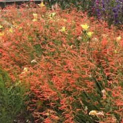 Luminous Pineleaf Penstemon 7 Luminous Pineleaf Penstemon -Cheap Plant & Flowers Store penstemon pinifolius luminous