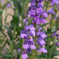 Rocky Mountain Penstemon -Cheap Plant & Flowers Store penstemon strictus 2