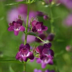 Pike's Peak Purple® Penstemon -Cheap Plant & Flowers Store penstemon x mexicali pikes peak purple pathayward plant select cropped