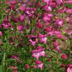 Red Rocks® Penstemon -Cheap Plant & Flowers Store penstemon x mexicali red rocks 21 plant select 1