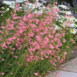 Elfin Pink Penstemon -Cheap Plant & Flowers Store penstemon barbatus elfin pink 75718 2 web