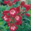 Rubycunda Penstemon 1 Rubycunda Penstemon -Cheap Plant & Flowers Store penstemon barbatus rubycunda 75802 web