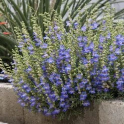 Blue Lips Penstemon -Cheap Plant & Flowers Store penstemon blue lips 78798 2 web