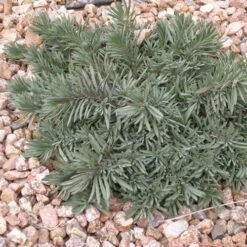 Blue Lips Penstemon -Cheap Plant & Flowers Store penstemon blue lips 78798 3 web