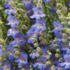 Blue Lips Penstemon 1 Blue Lips Penstemon -Cheap Plant & Flowers Store penstemon blue lips 78798 4 web