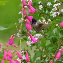Coconino County Desert Penstemon 15 Coconino County Desert Penstemon -Cheap Plant & Flowers Store penstemon coconino county emmis oure cropped 1 1