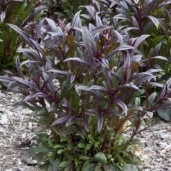 Dark Towers Penstemon -Cheap Plant & Flowers Store penstemon dark towers 02 35 1