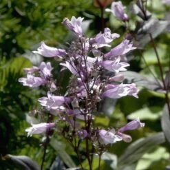 Dark Towers Penstemon -Cheap Plant & Flowers Store penstemon dark towers flowers 35