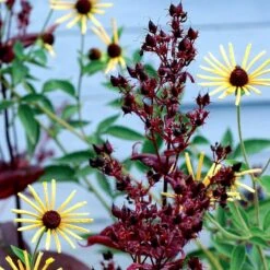 Dark Towers Penstemon -Cheap Plant & Flowers Store penstemon dark towers 3b