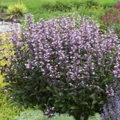 Dark Towers Penstemon -Cheap Plant & Flowers Store penstemon dark towers walters gardens cropped
