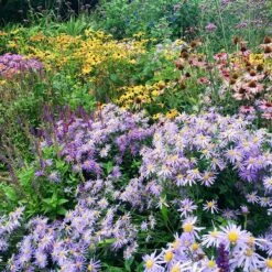 High Country Meadow Native Wildflower Seed Mix -Cheap Plant & Flowers Store perennial garden hcg native mix