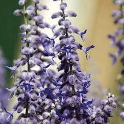 Lacey Blue Russian Sage 6 Lacey Blue Russian Sage -Cheap Plant & Flowers Store perovskia atriplicifolia lacy blue 76615 1 web