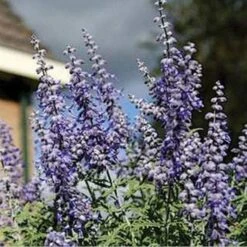 Lacey Blue Russian Sage 7 Lacey Blue Russian Sage -Cheap Plant & Flowers Store perovskia atriplicifolia lacy blue 76615 2 web