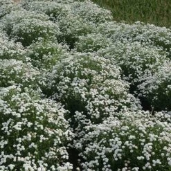 Peter Cottontail Yarrow -Cheap Plant & Flowers Store peter cottontail yarrow 4 4