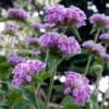 Kashmir False Sage (Phlomis) -Cheap Plant & Flowers Store phlomis cashmeriana plant select cropped